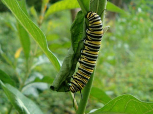 SEGUNDA ETAPA  (ORUGA)