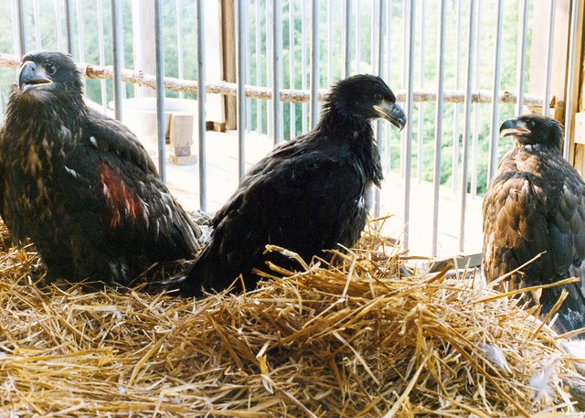Restoring American Bald Eagles