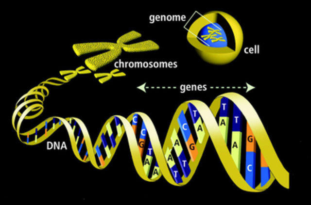 Human Genome Project