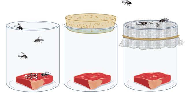 Flies and meat