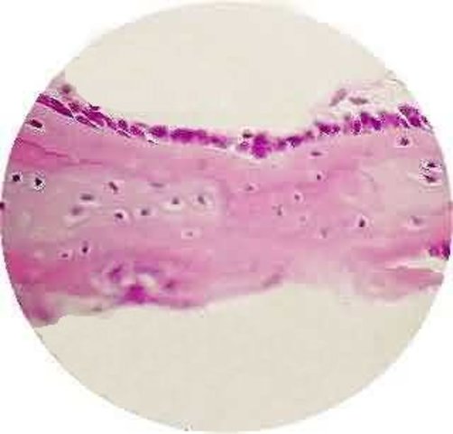 DESCUBRIMIENTO DE LAS CÉLULAS