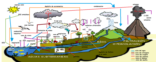 ¿QUÉ SON LOS CICLOS BIOGEOQUÍMICOS?