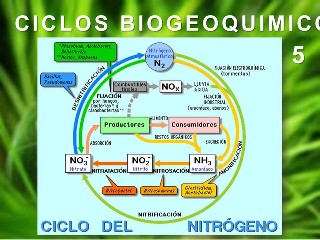 CICLO DEL NITRÓGENO