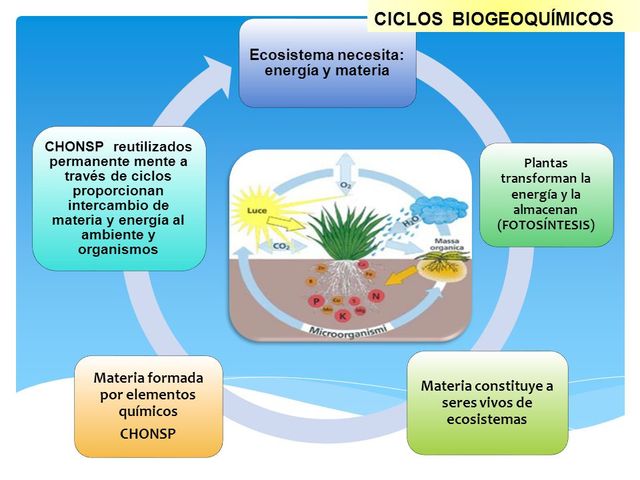 INTERACCIÓN  DE LOS MICROORGANISMOS  CON LOS CICLOS DE LOS NUTRIENTES.