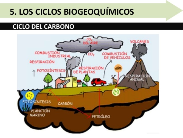 CICLO DEL CARBONO