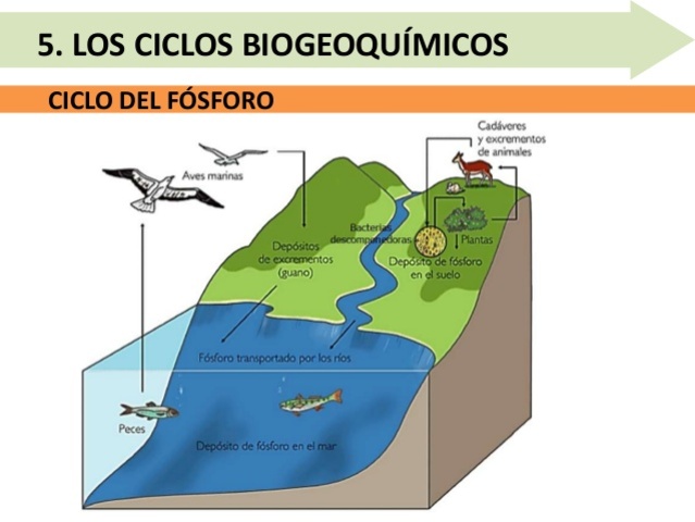 CICLO DEL FOSFORO
