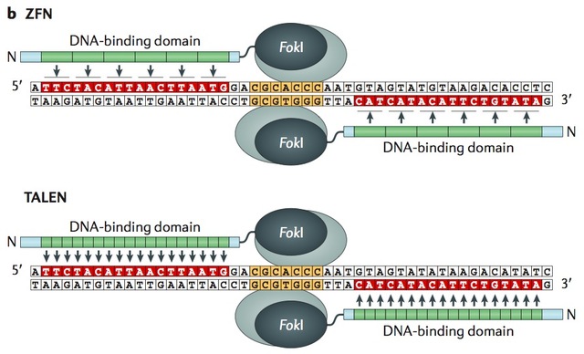 Ingeniería genética mas Precisa