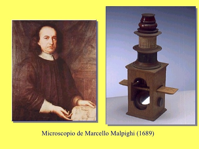 Malpighi