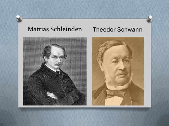 Schwann - Schleinden