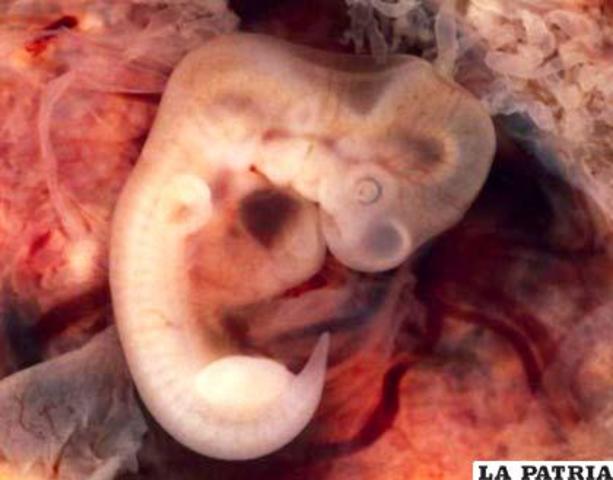 Embrionario semana 3-4