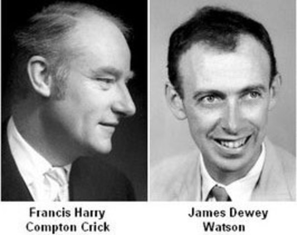 James Dewey Watson y Francis Crick