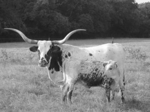 Texas Longhorns were a new breed of cattle