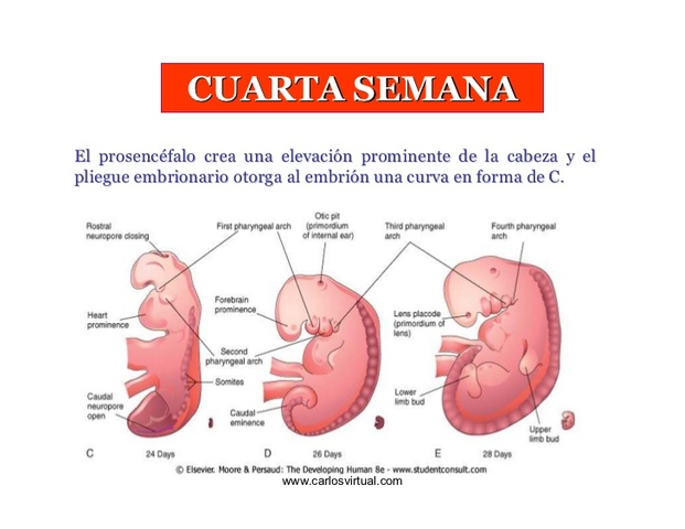 Período Embrionario Semana 3-4