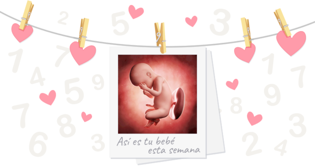 30 semanas