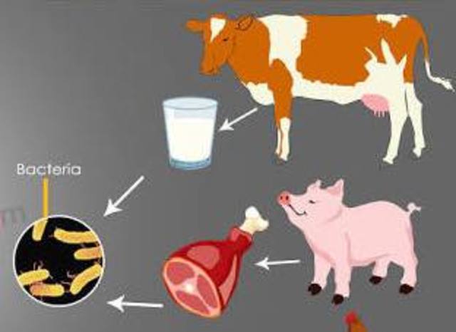 L. Koulpal y R. Deibel descubrieron la enterotoxina por  Salmonella.