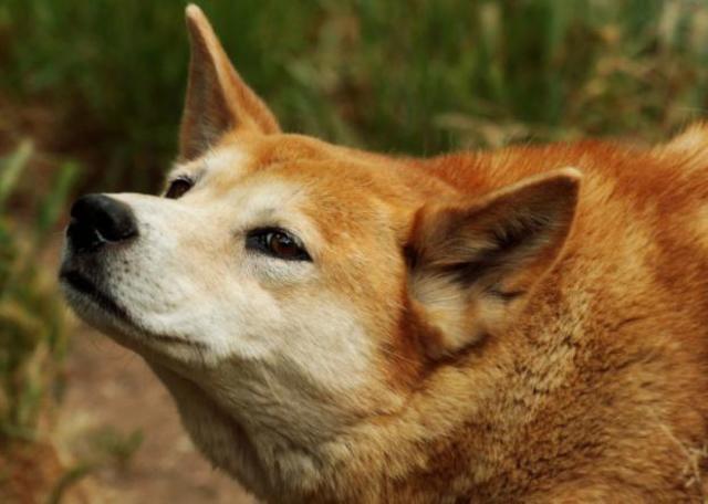 When Dingos were discovered in Australia