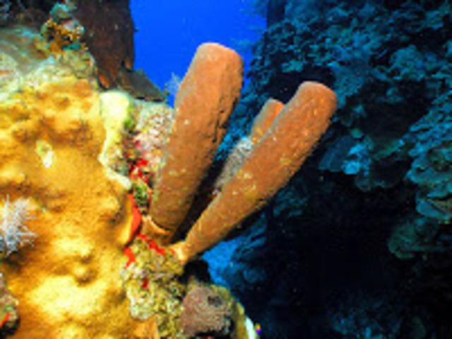 Las esponjas (Poríferos) - Hace unos 600 millones de años