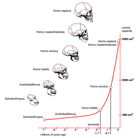 Homo erectus - Hace 1.9 millones de años hasta hace 70.000 años.