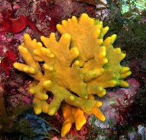 635 millones de años - Aparición del tejido especializado