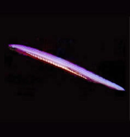 300 millones de años - Desarrollo de la médula espinal