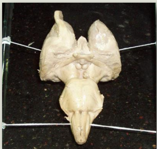 100 millones de años - Vertebrados