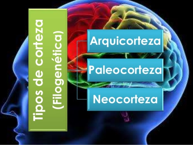 30 millones de años