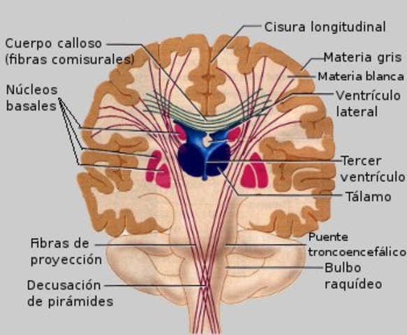 Siglo XIX: Surgimiento de la psicología científica