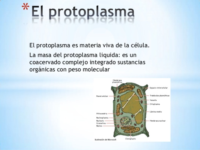 .E. Purkinge y H. van Mohl,