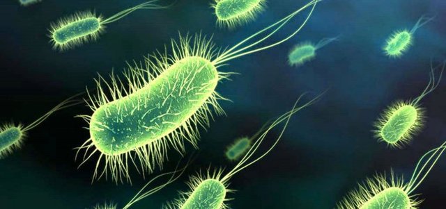 F. J. F. Meyen, F. Dujardin y M. Barry