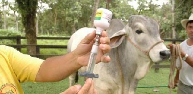 mexico libre de fiebre aftosa