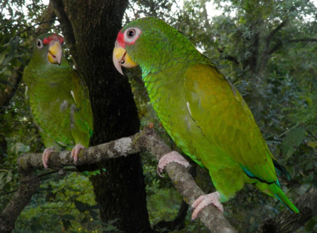 se descubre una nueva especie de loro Mexicano