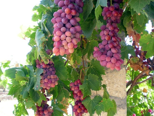 spreading of the grape plant (w)