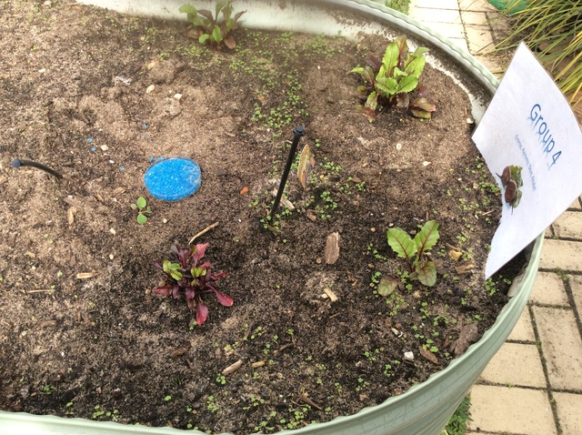 Beetroot week 7