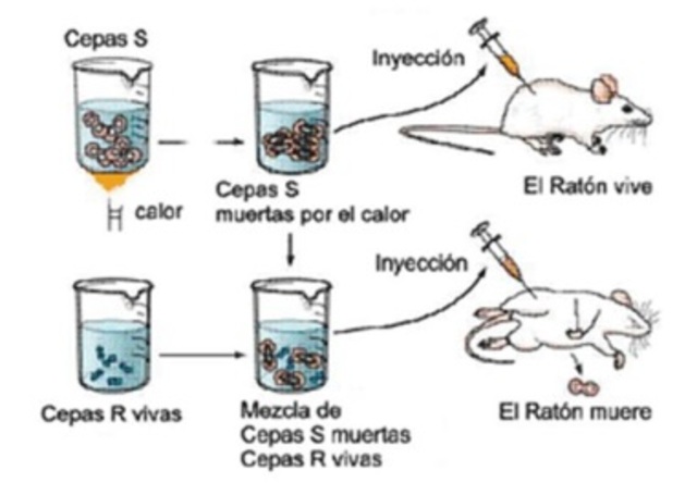 El código genético