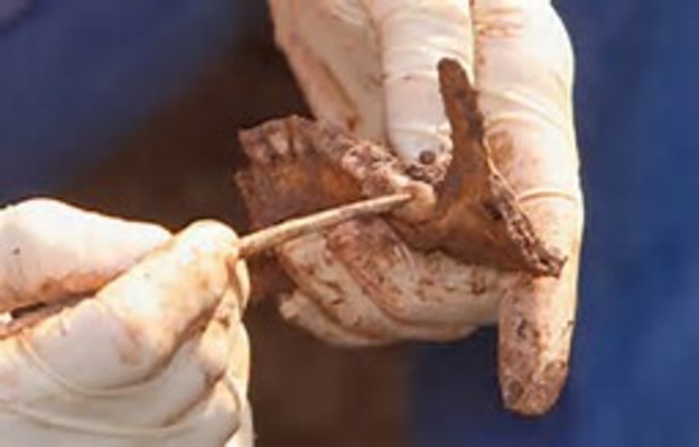 Teeth used to identify remains