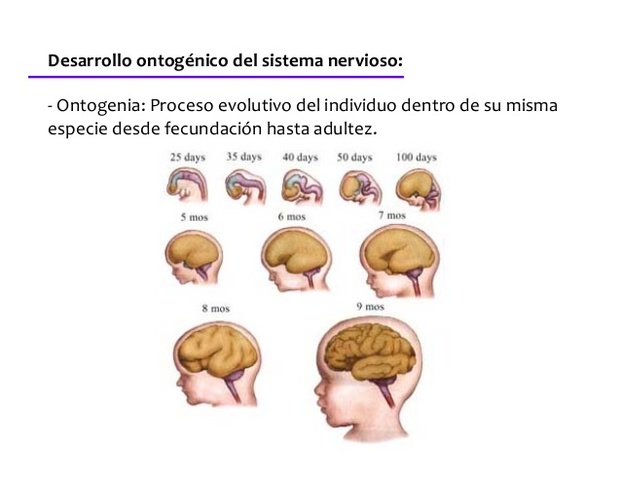 Estructura del cerebro