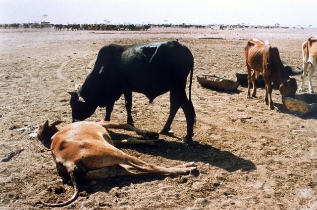 Aparición de enfermedades en animales.