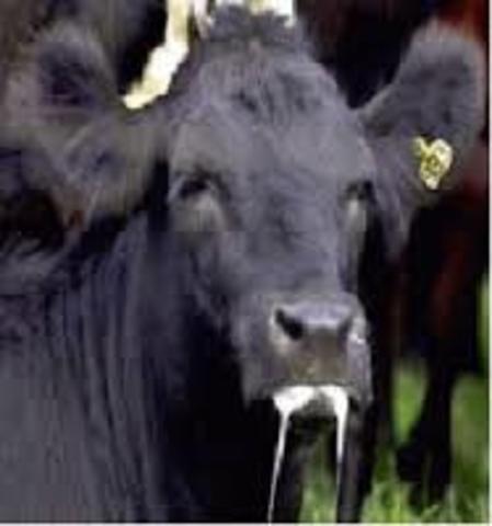 Epidemia de Fiebre Aftosa en México