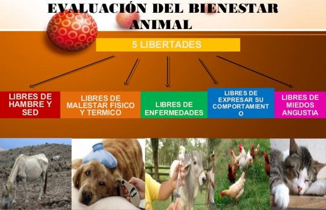 Publicación de las 5 libertades de Bienestar Animal por la OIE