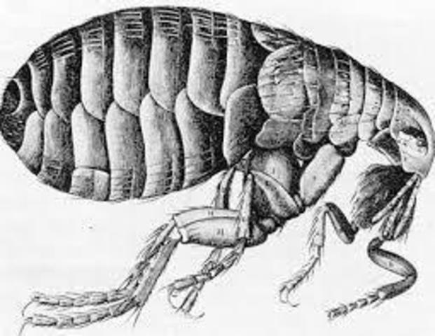 The discovery of plague fleas
