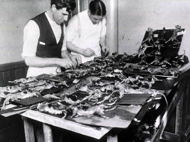 Bubonic plague hits San Francisco