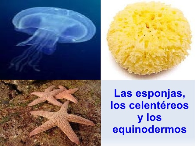 Aparición de 2 tipos de organización nerviosa