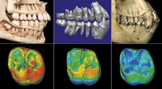 Características del cerebro de los homínidos