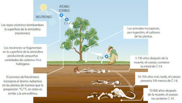 Se descubre el carbono-14