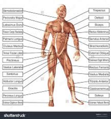 Human anatomy