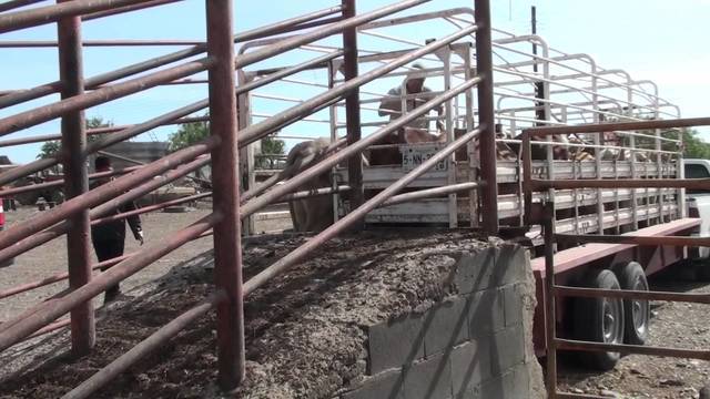 Facultad de Medicina Veterinaria y Zootecnia - UANL
