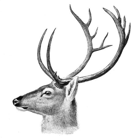 Ciervo de Schomburrgk