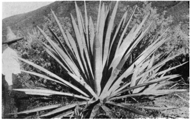 Panorama económico de la Revolución Mexicana 1910 1 1913