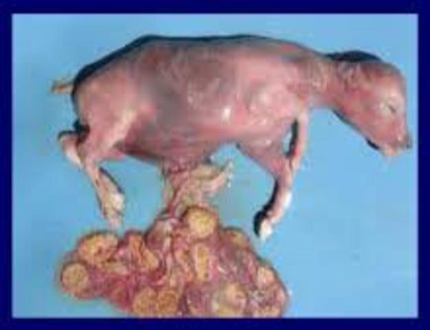 Descubrieron la brucellosis bovina