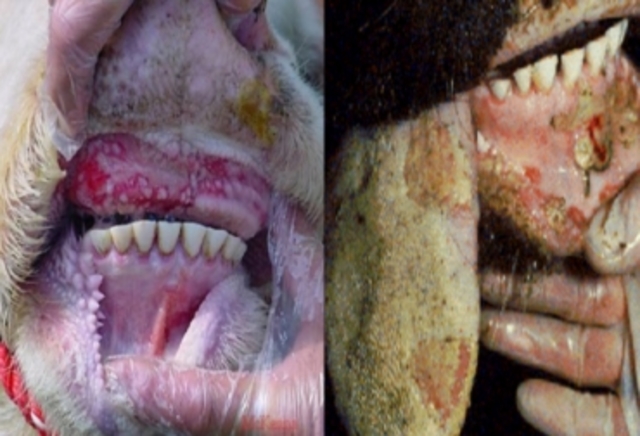 Erradicacion de la fiebre aptosa